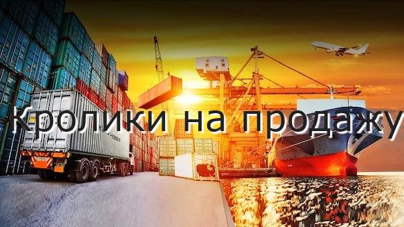 Кролики на продажу