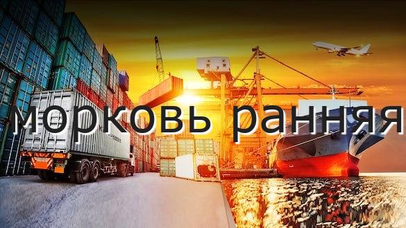 морковь ранняя